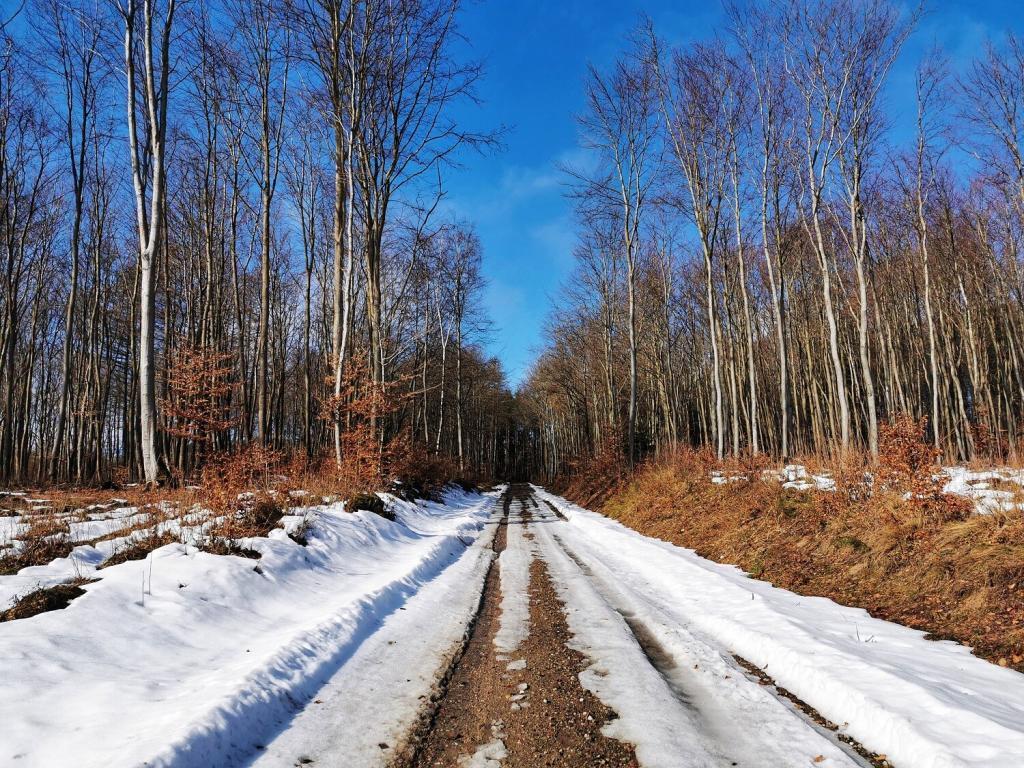 leśna droga zimą idealna na spacery