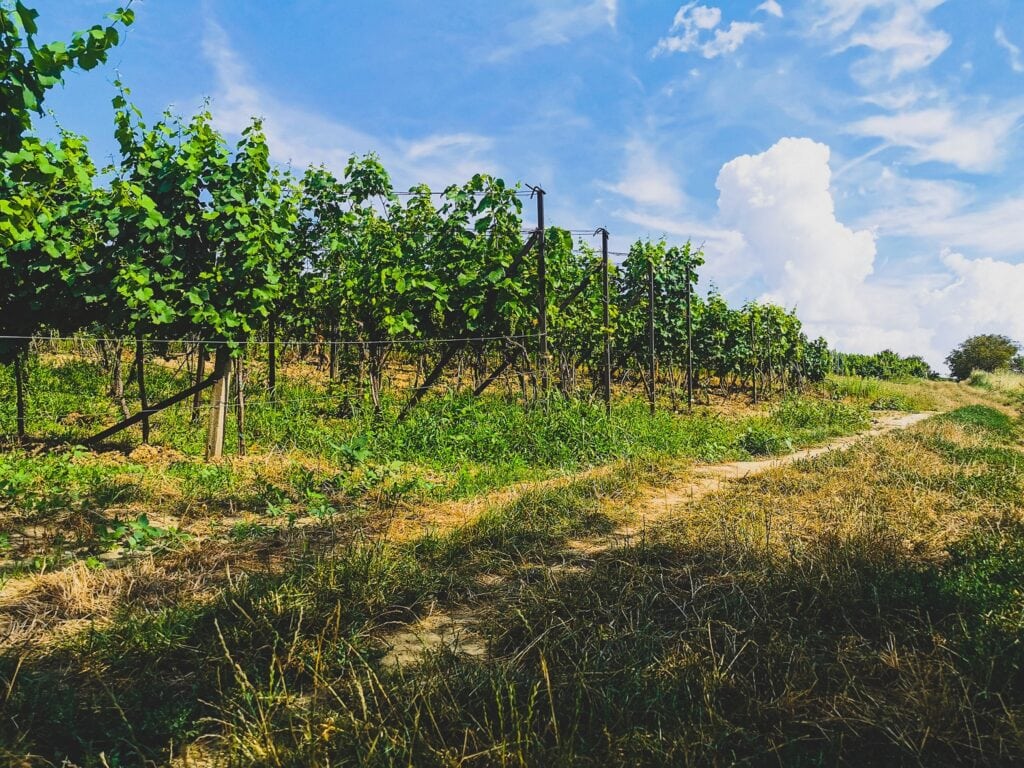 Czeskie Morawy pole winorośla winogron w słoneczny dzień